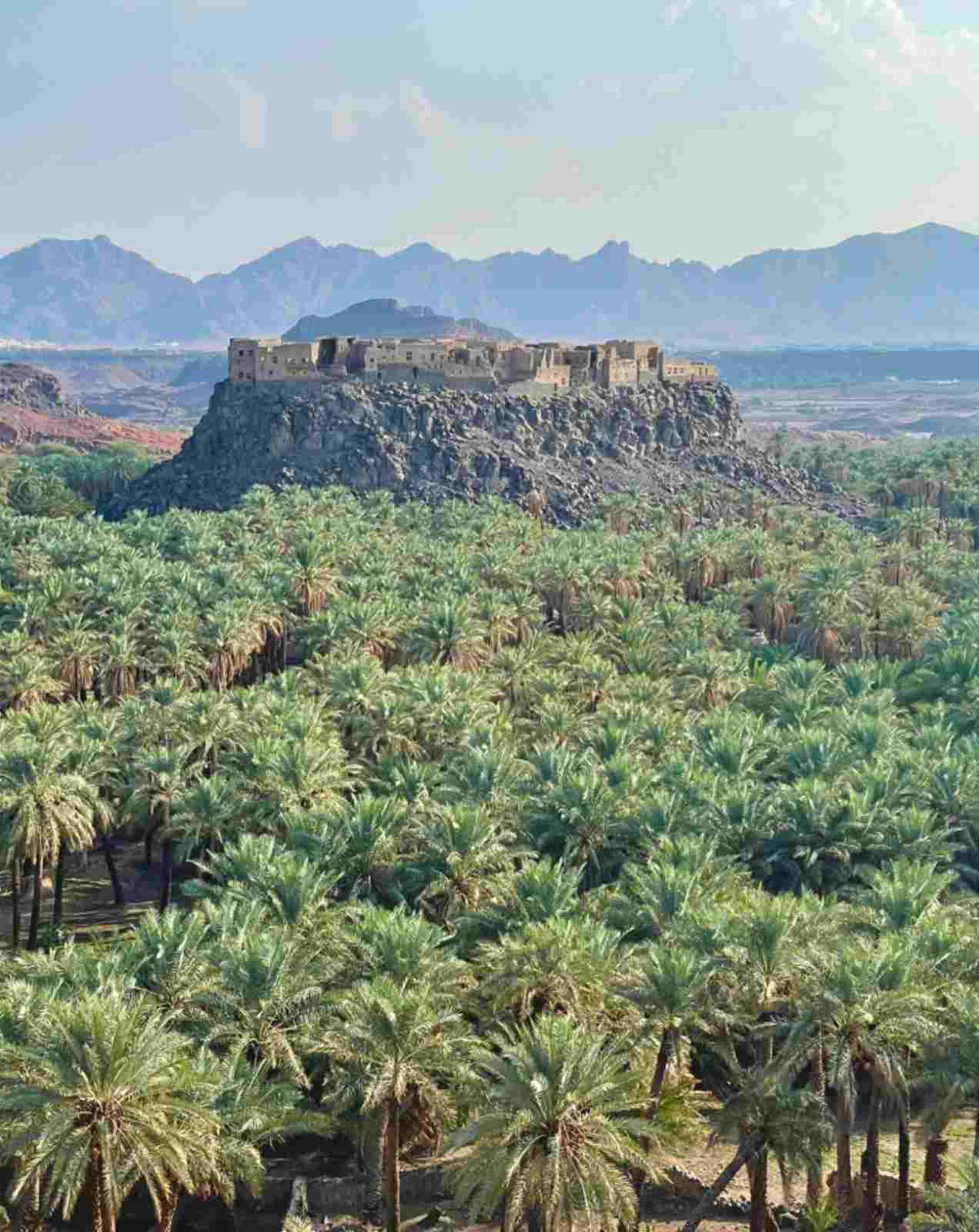 The palm oasis of AlUla, walked on the guided Oasis Heritage Trail.